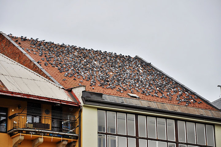 A2B Pest Control are able to install spikes to deter birds from roofs in Todmorden. 
