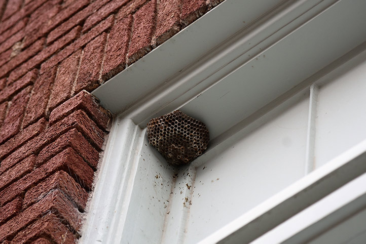 We provide a wasp nest removal service for domestic and commercial properties in Todmorden.